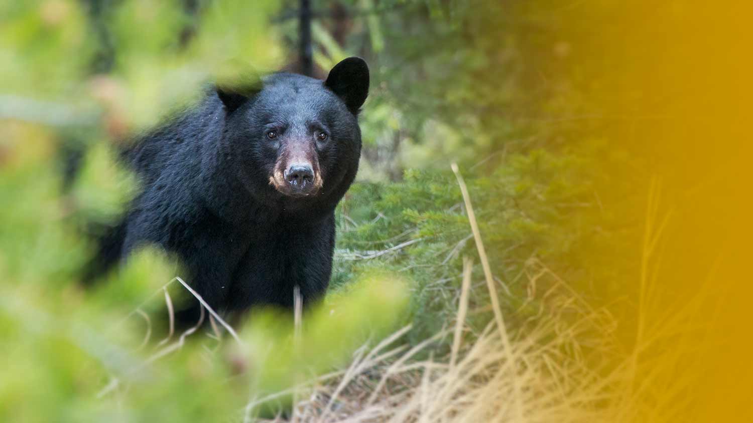 Black bear in North Georgia