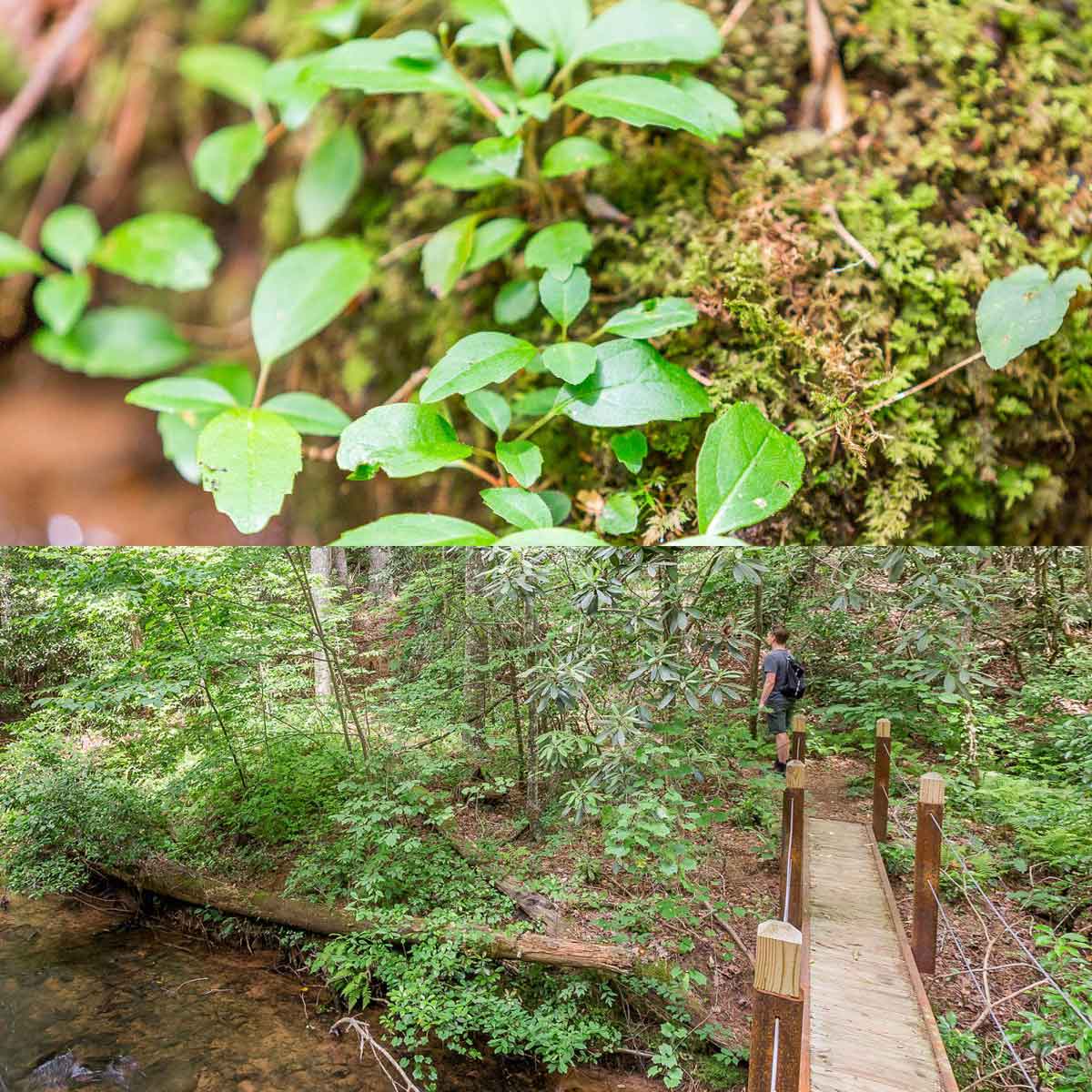 Blackwell Creek Trail at Big Canoe