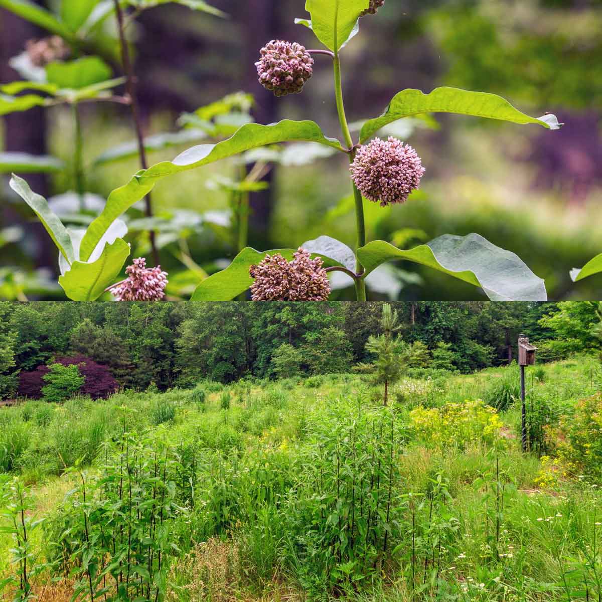 McDaniels Meadow Park Trails at Big Canoe