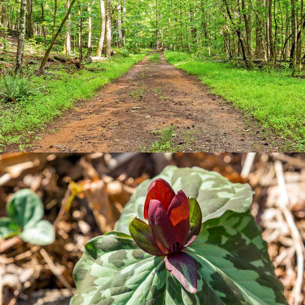 Lower Jeep trail at Big Canoe