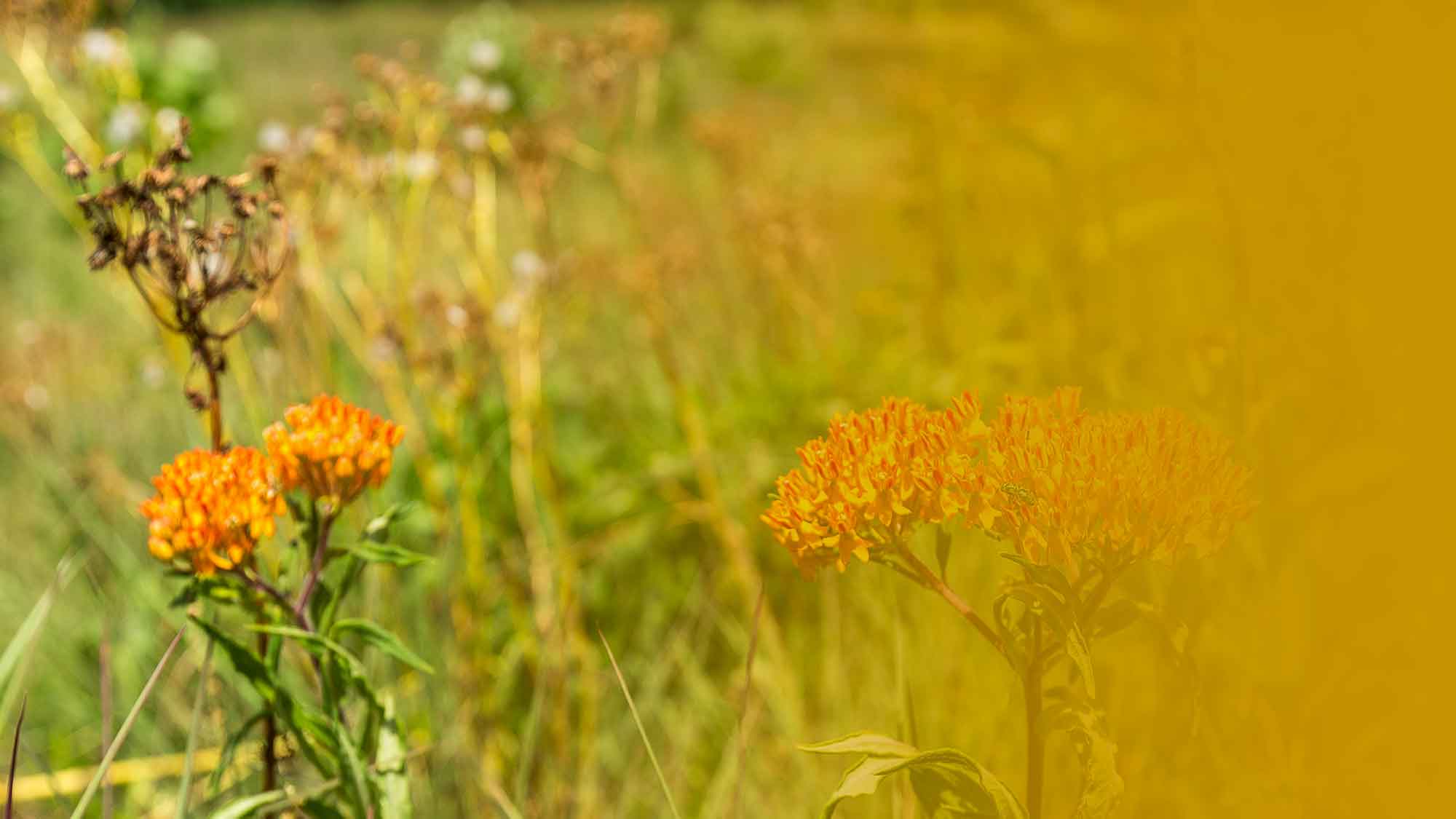 Meadow trails at Big Canoe