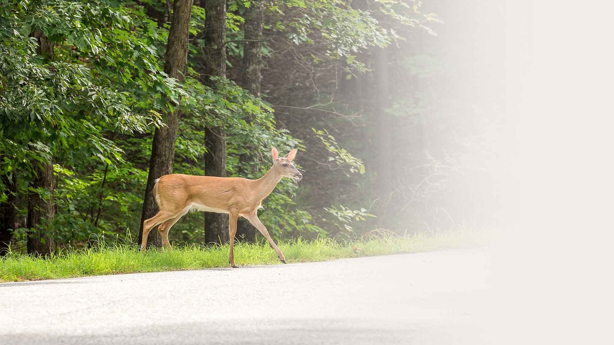 Hiking wildlife trails at Big Canoe