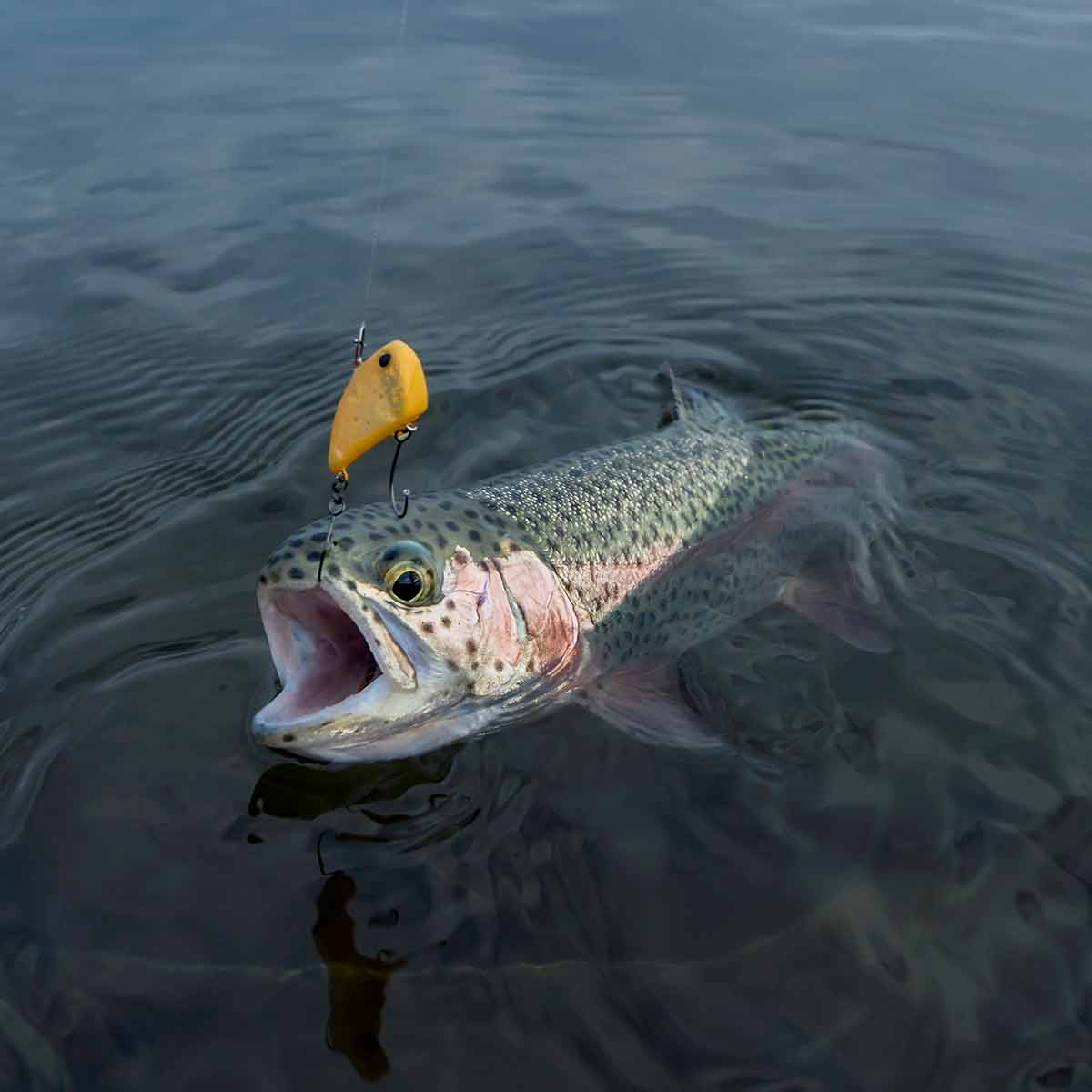 Tout fishing with a fish on the hook