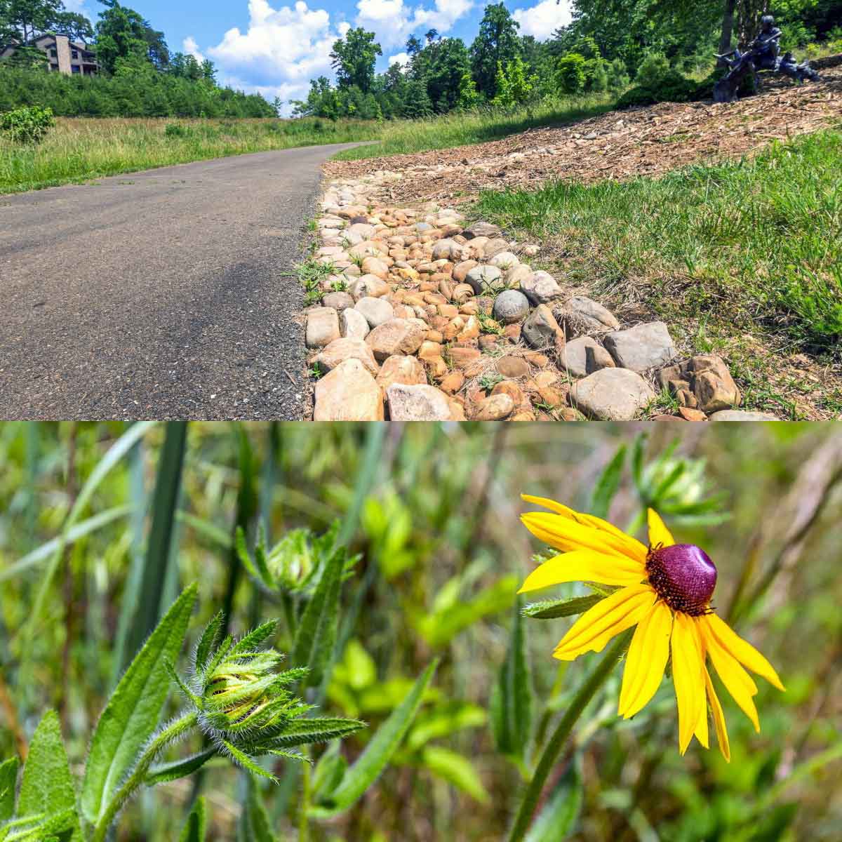 Wildcat Blue Loop hiking trail at Big Canoe