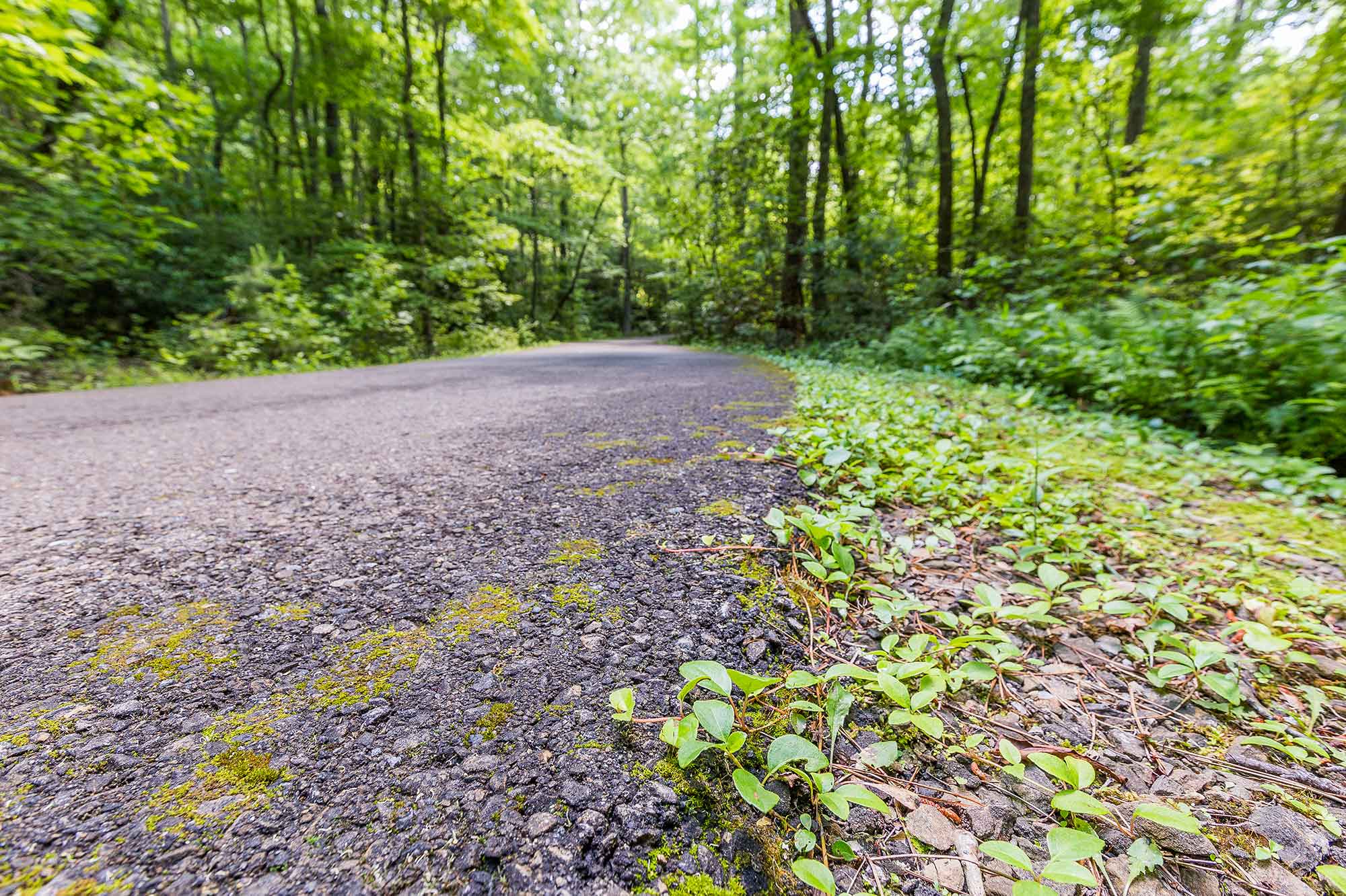 Wildcat and McDaniels hiking trails at Big Canoe